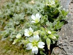 Attēlu rezultāti vaicājumam “Cerastium holosteoides fruit”