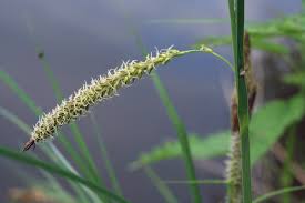 Attēlu rezultāti vaicājumam “Carex riparia”