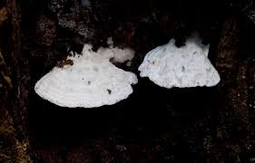 Attēlu rezultāti vaicājumam “Postia guttulata”