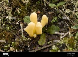 Attēlu rezultāti vaicājumam “Clavaria argillacea”