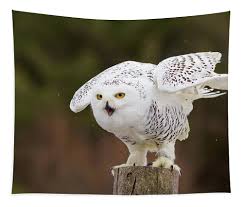 Image result for Bubo scandiacus