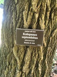 Attēlu rezultāti vaicājumam “Kalopanax septemlobus fruit”