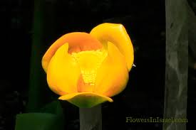 Attēlu rezultāti vaicājumam “Nuphar lutea fruit”