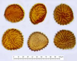 Attēlu rezultāti vaicājumam “Fossombronia wondraczekii”