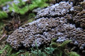 Attēlu rezultāti vaicājumam “Lycogala ustulatum sessile”