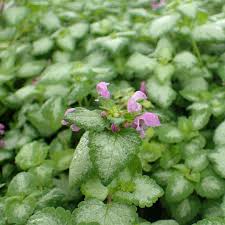 Attēlu rezultāti vaicājumam “Lamium maculatum flower”