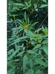 Attēlu rezultāti vaicājumam “Bidens tripartita flower”