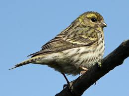 Image result for Serinus serinus