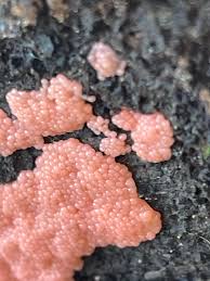 Attēlu rezultāti vaicājumam “Stemonitopsis hyperopta var. landewaldii macro”