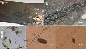 Attēlu rezultāti vaicājumam “Hypoxylon vogesiacum”
