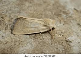 Attēlu rezultāti vaicājumam “Malacosoma castrensis male”