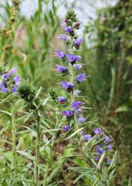 Attēlu rezultāti vaicājumam “Echium vulgare leaf”