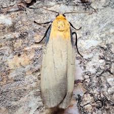 Attēlu rezultāti vaicājumam “Lithosia quadra”