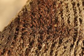 Attēlu rezultāti vaicājumam “Lamproderma ovoideum macro”