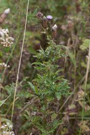 Attēlu rezultāti vaicājumam “Cirsium arvense flower”