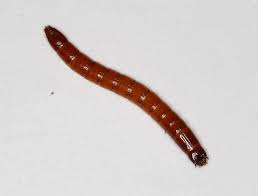 Attēlu rezultāti vaicājumam “Elateridae larva”