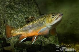Image result for Salvelinus fontinalis