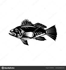 Image result for Centropristis striata