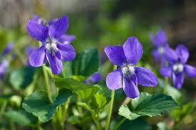 Attēlu rezultāti vaicājumam “Viola reichenbachiana leaf”
