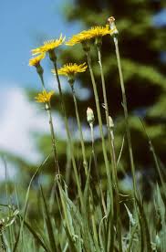 Attēlu rezultāti vaicājumam “Scorzonera humilis bud”