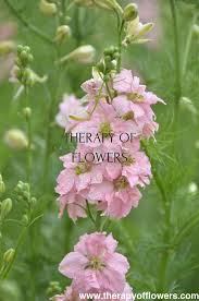 Image result for Delphinium consolida