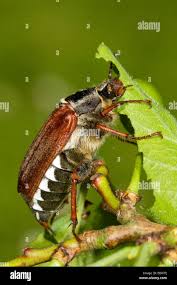 Attēlu rezultāti vaicājumam “Melolontha melolontha”