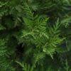Image result for Artemisia gmelinii