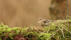 Attēlu rezultāti vaicājumam “Fringilla coelebs juvenile”