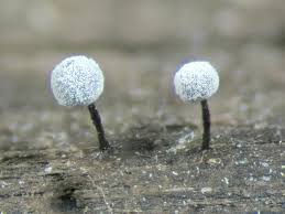 Attēlu rezultāti vaicājumam “Didymium tussilaginis”