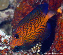 Image result for Ctenochaetus hawaiiensis