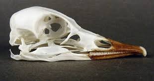 Attēlu rezultāti vaicājumam “Mergus albellus”