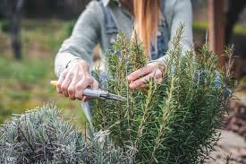 Image result for Rosmarin