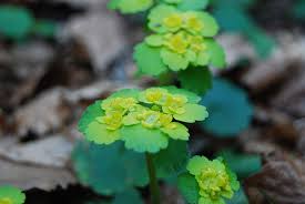 Attēlu rezultāti vaicājumam “Chrysosplenium alternifolium flower”