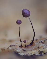 Attēlu rezultāti vaicājumam “Physarum psittacinum”