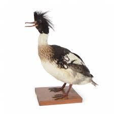 Attēlu rezultāti vaicājumam “Mergus serrator”