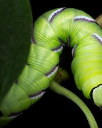 Attēlu rezultāti vaicājumam “Sphinx ligustri larva”