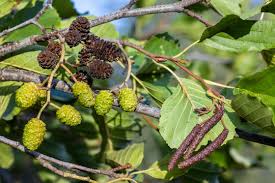Attēlu rezultāti vaicājumam “Alnus glutinosa”