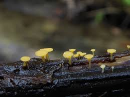 Attēlu rezultāti vaicājumam “Hymenoscyphus fructigenus var. coryli”