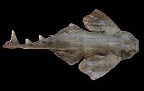 Image result for Squatina squatina