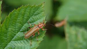 Attēlu rezultāti vaicājumam “Cantharis livida”