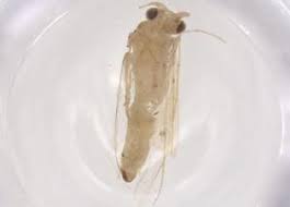 Attēlu rezultāti vaicājumam “Oecetis ochracea”