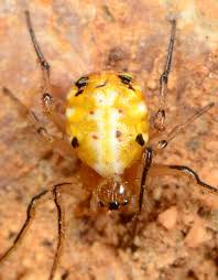 Attēlu rezultāti vaicājumam “Licea pygmaea sessile”