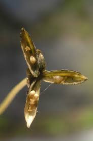 Attēlu rezultāti vaicājumam “Viola uliginosa bud”