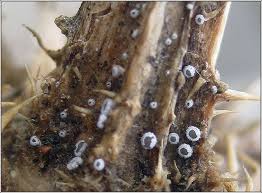 Attēlu rezultāti vaicājumam “Lachnella alboviolascens”