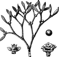 Attēlu rezultāti vaicājumam “Viscum album leaf”