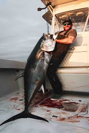 Image result for giant tuna