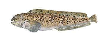 Image result for Anarhichas minor