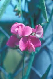 Attēlu rezultāti vaicājumam “Lathyrus latifolius leaf”