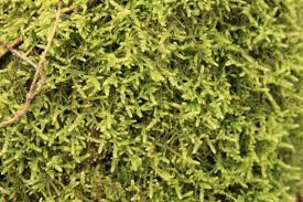 Attēlu rezultāti vaicājumam “Hypnum jutlandicum”