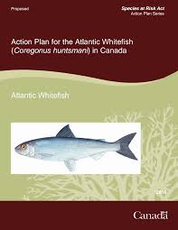 Image result for Coregonus huntsmani